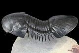 Paralejurus Trilobite Fossil - Spectacular Preparation #164505-3